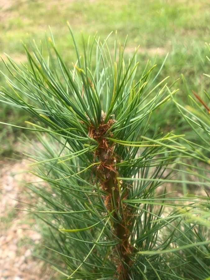 Pinus cembra leaf