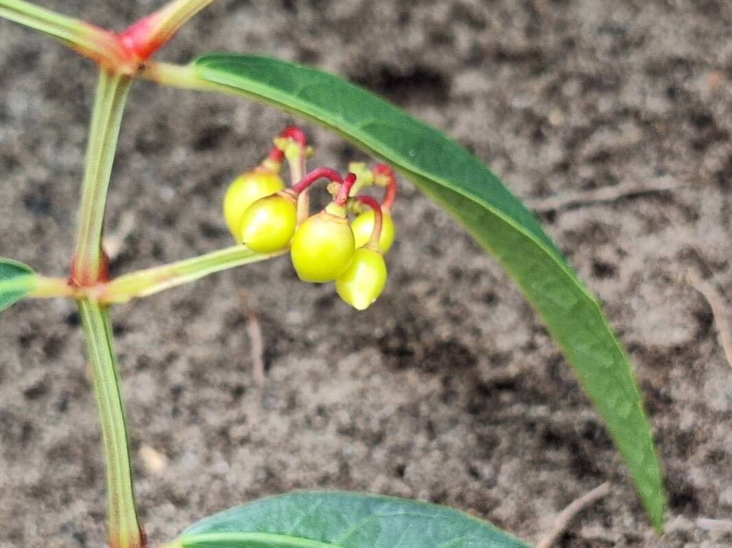 Cissus guerkeana fruit