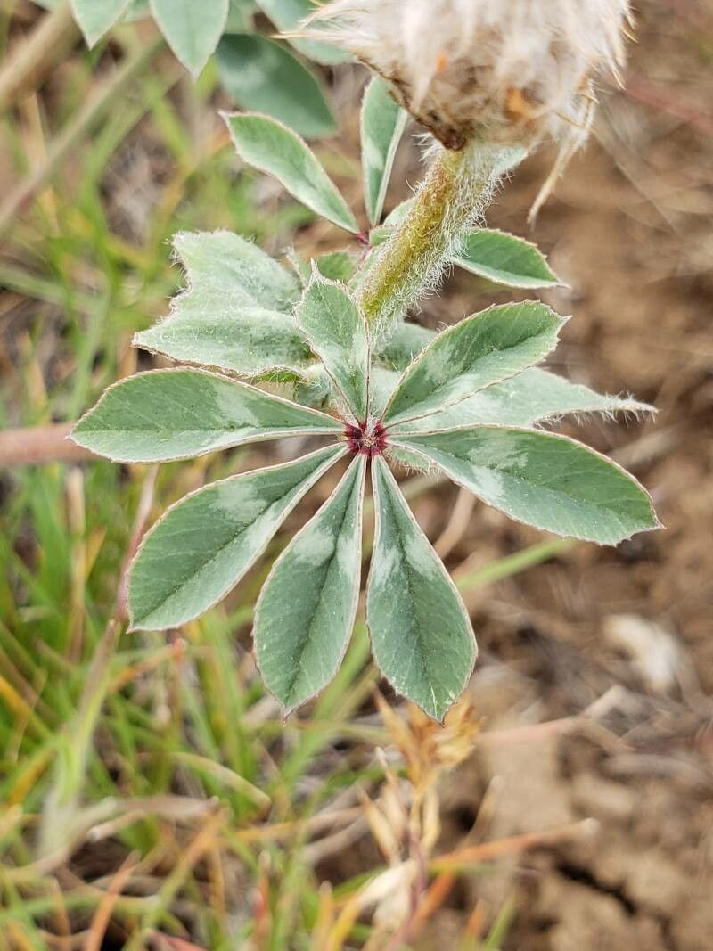 Trifolium macrocephalum — search result for 'Trifolium'