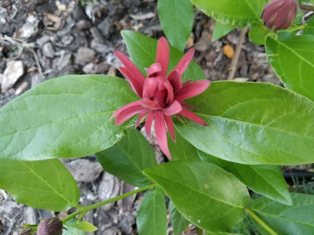 Calycanthus occidentalis flower