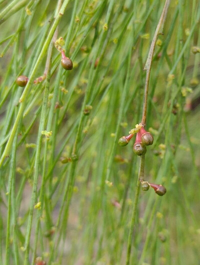 Exocarpos strictus fruit
