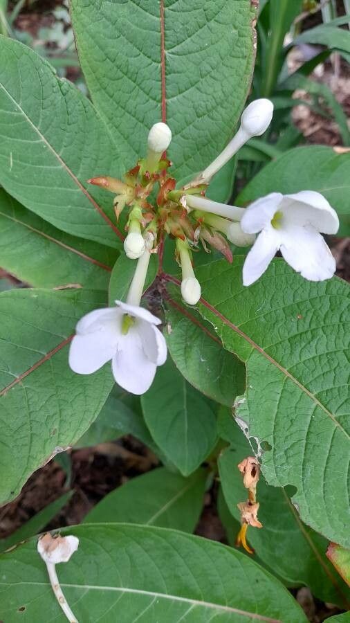 Luculia grandifolia flower
