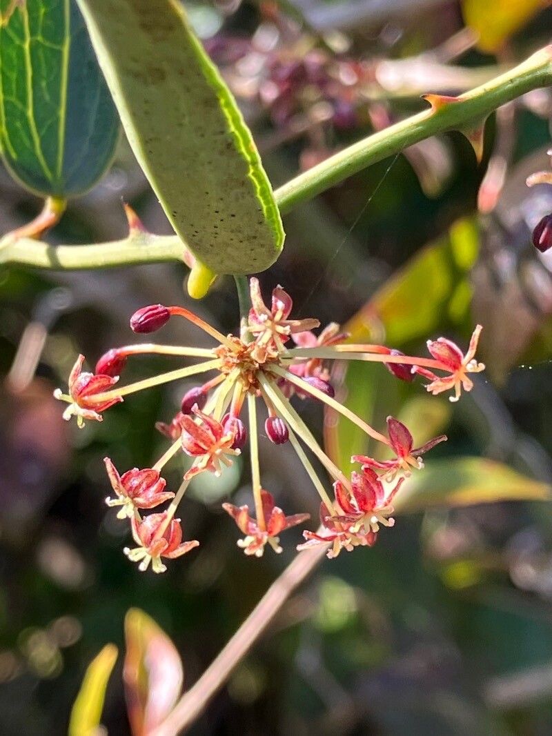 Smilax campestris flower
