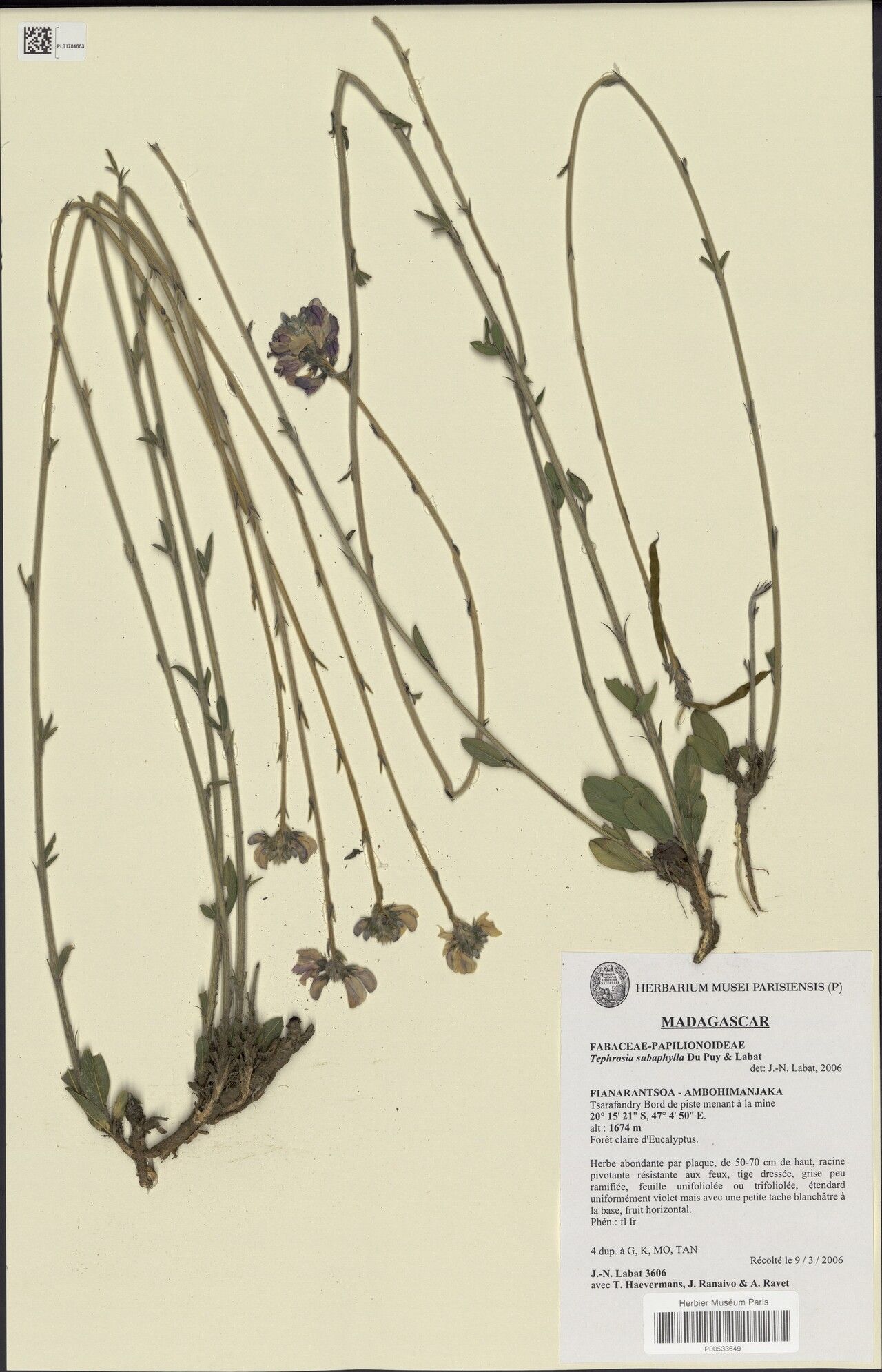 Tephrosia subaphylla — search result for 'Tephrosia'