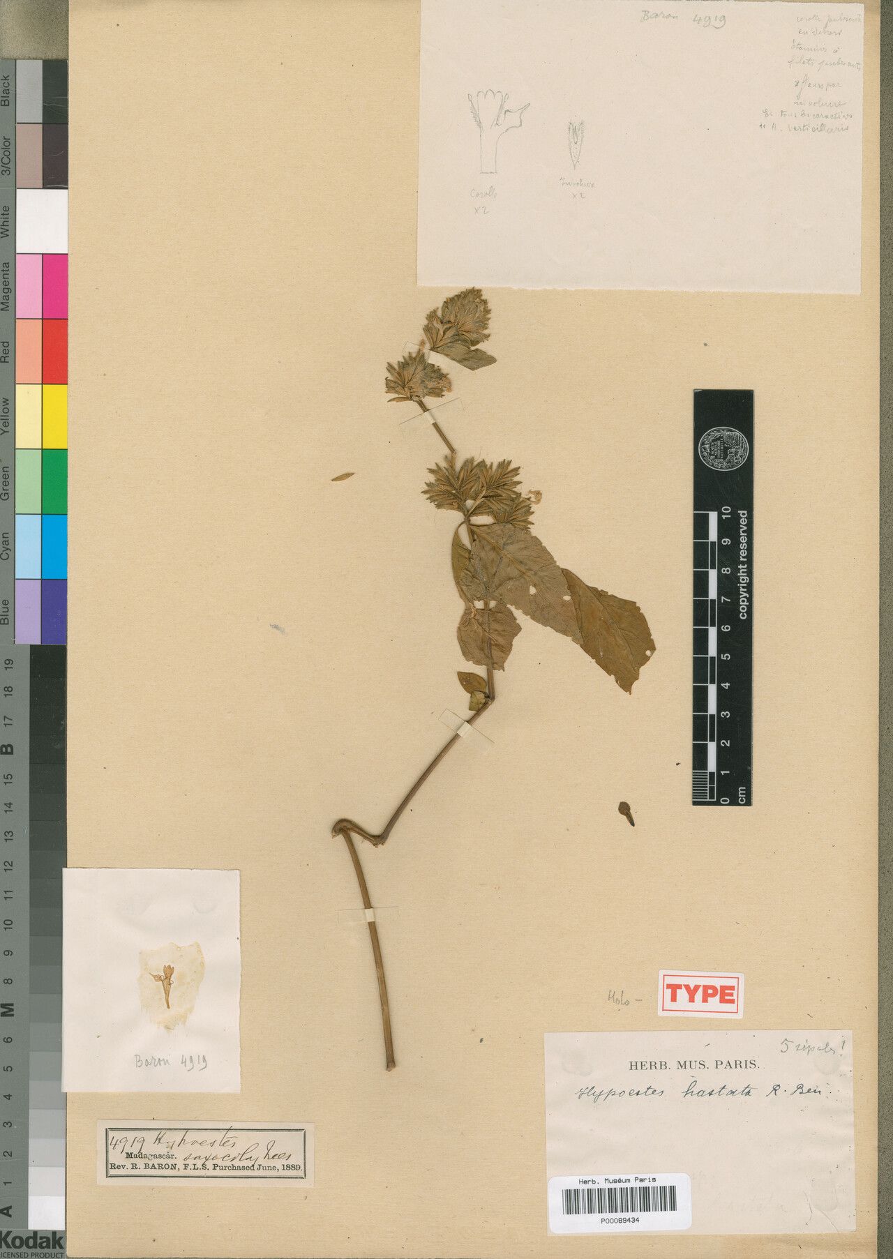 Hypoestes hastata — houseplant care guide