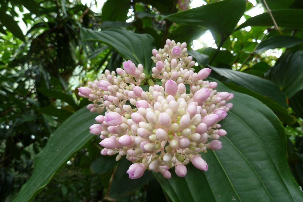 Medinilla intermedia flower