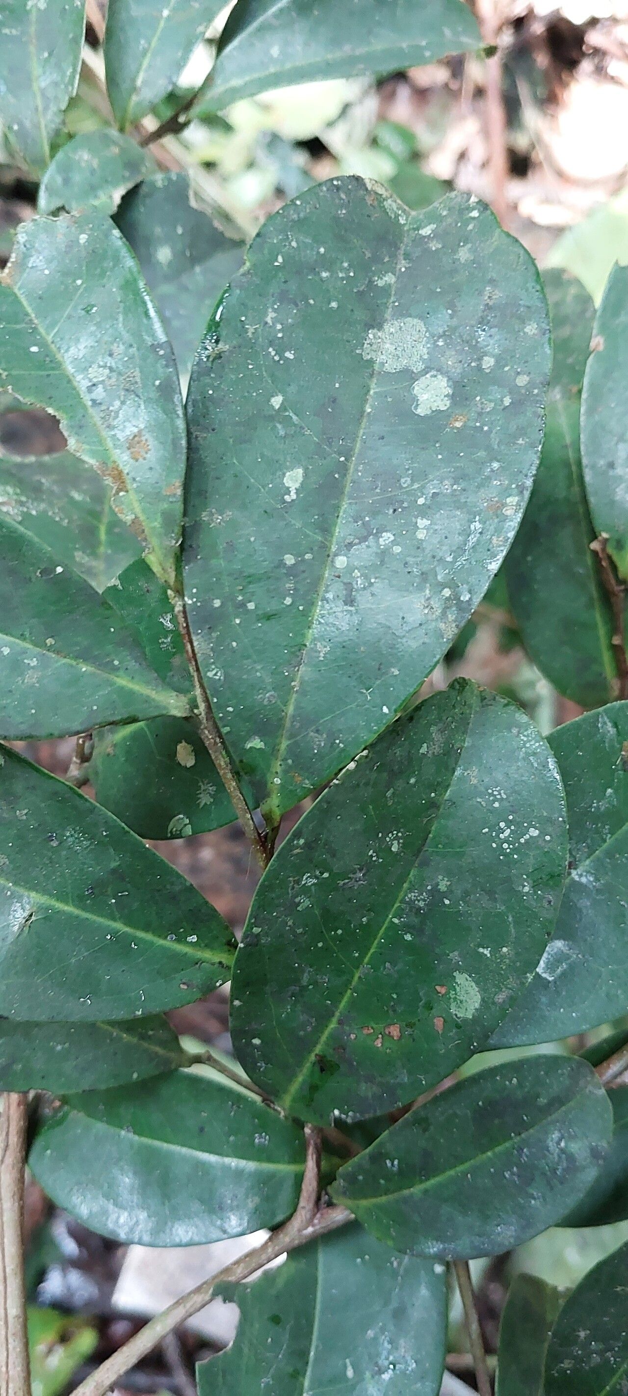 Xylopia aurantiiodora — houseplant care guide