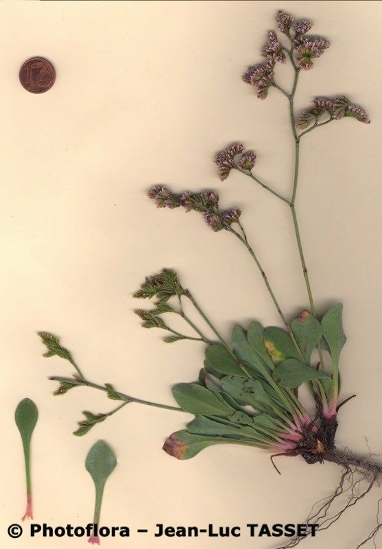 Limonium densissimum habit