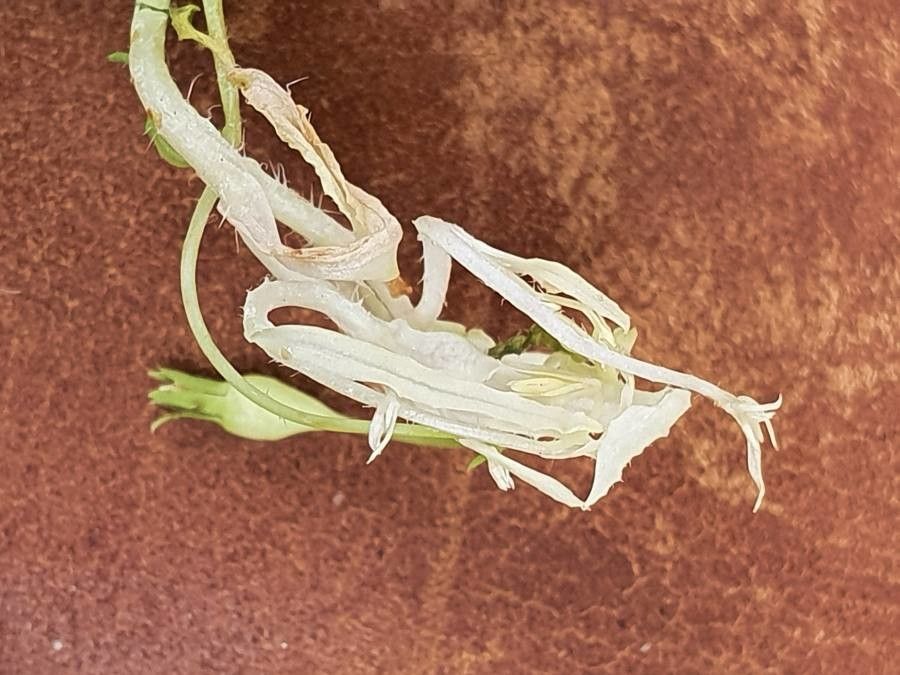 Wahlenbergia lobelioides flower