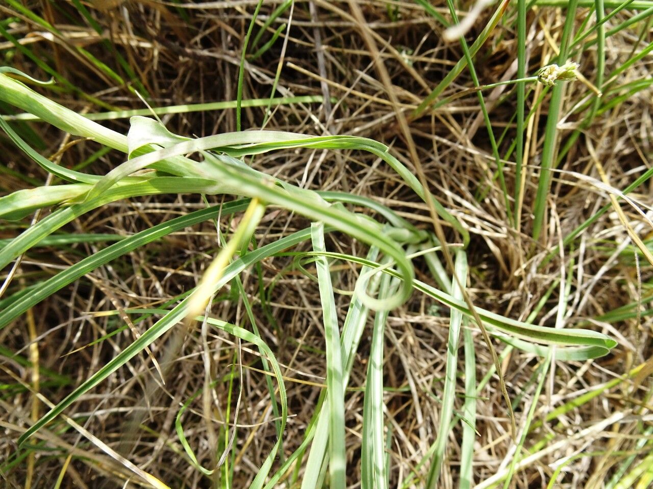 Tragopogon porrifolius — search result for 'Grass'