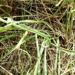 Tragopogon porrifolius