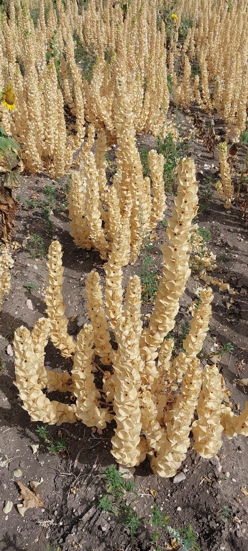 Moluccella laevis fruit