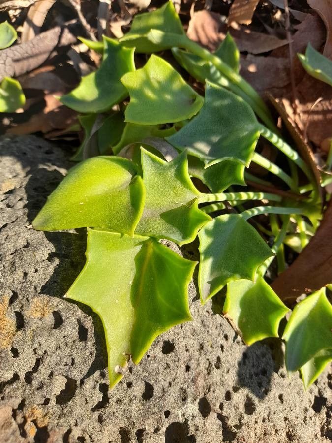 Senecio oxyriifolius — search result for 'Senecio'