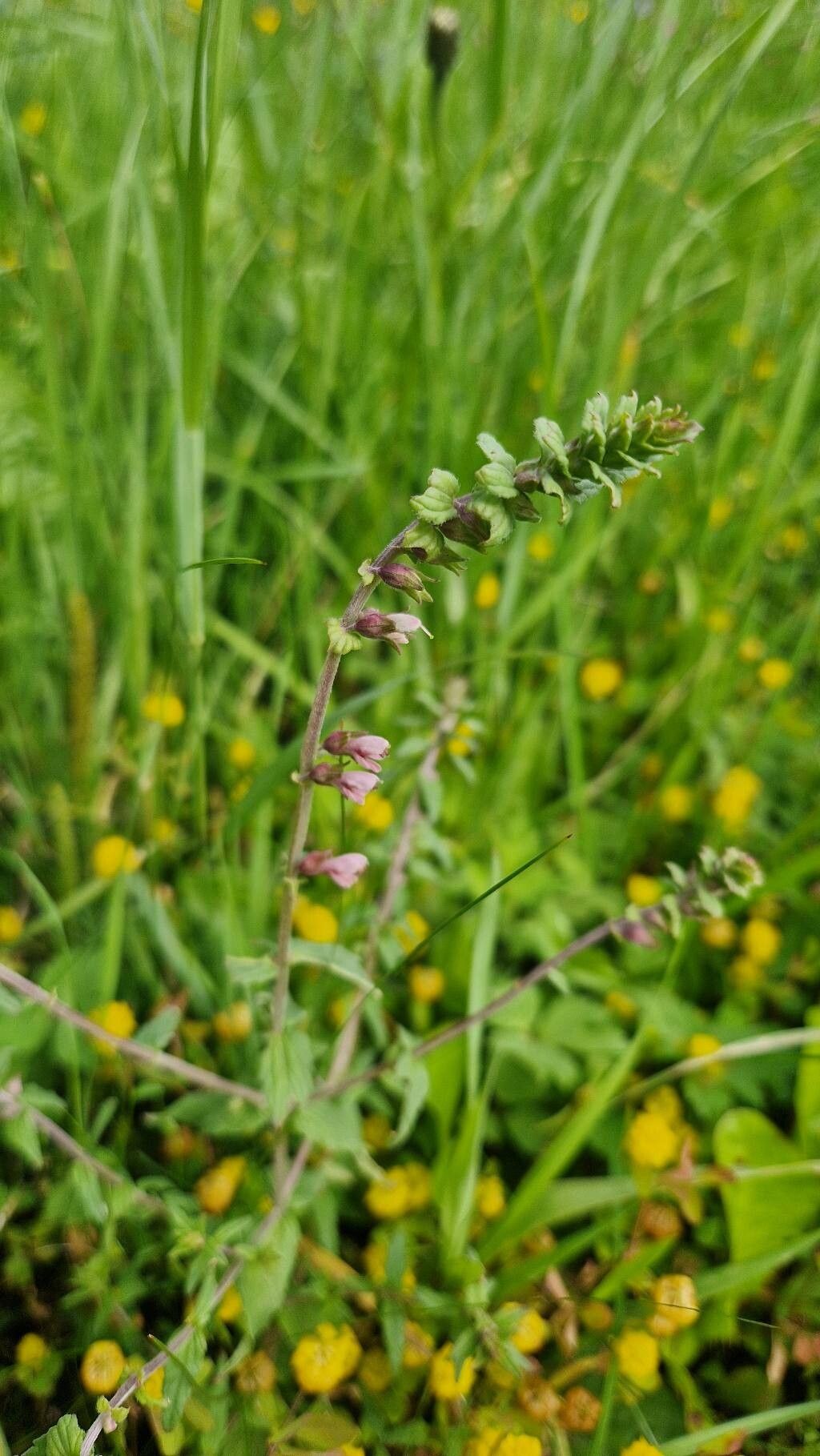 Odontites vulgaris flower