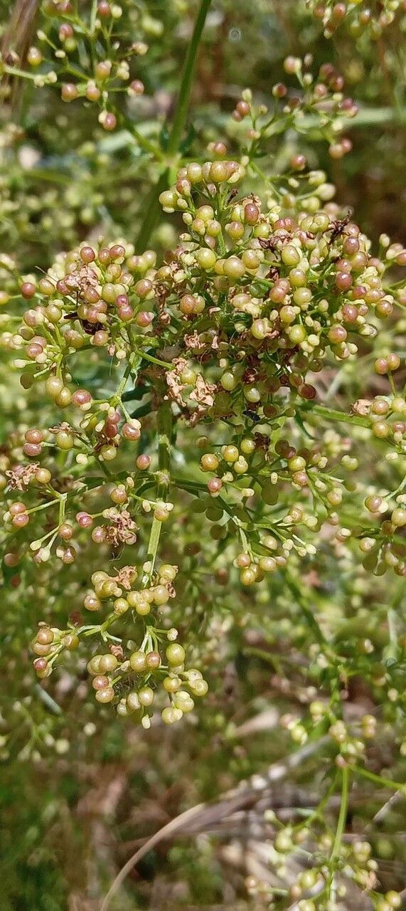 Galium mollugo fruit
