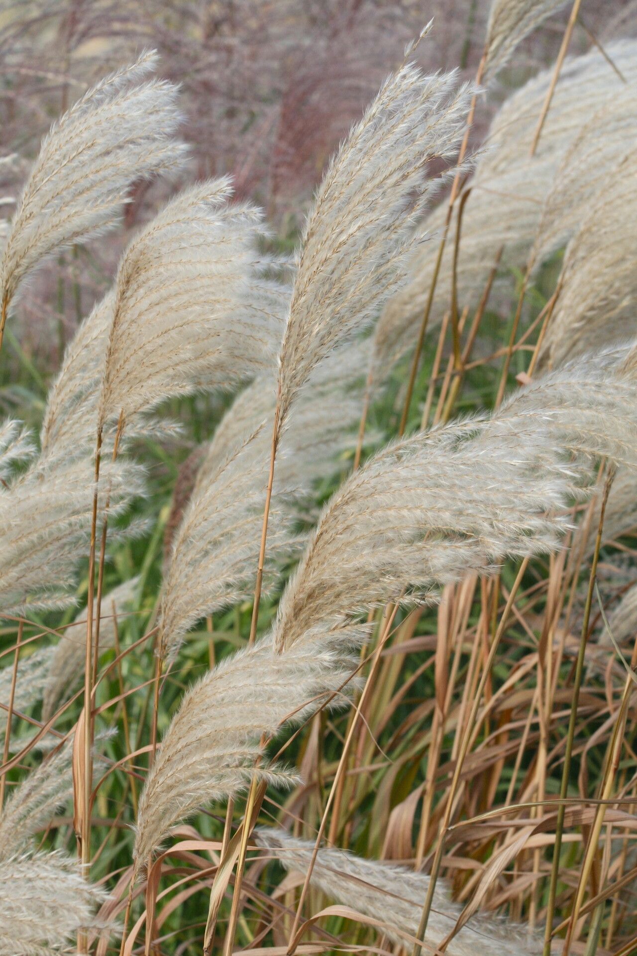Miscanthus oligostachyus fruit