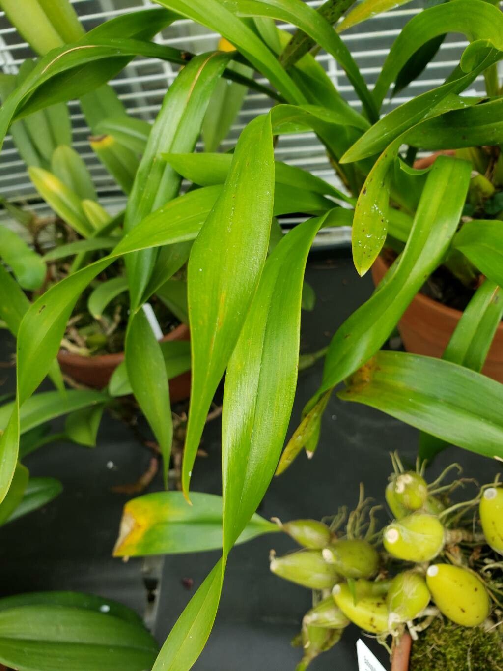 Maxillaria egertoniana — search result for 'Maxillaria'