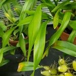 Maxillaria egertoniana