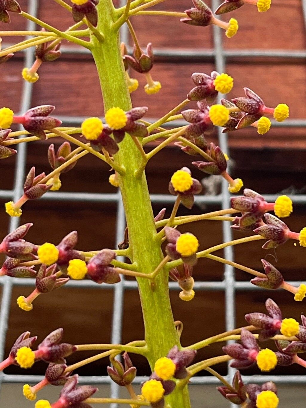 Nepenthes maxima flower
