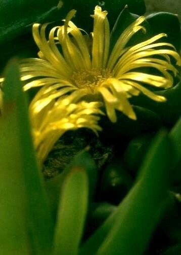 Glottiphyllum surrectum — houseplant care guide