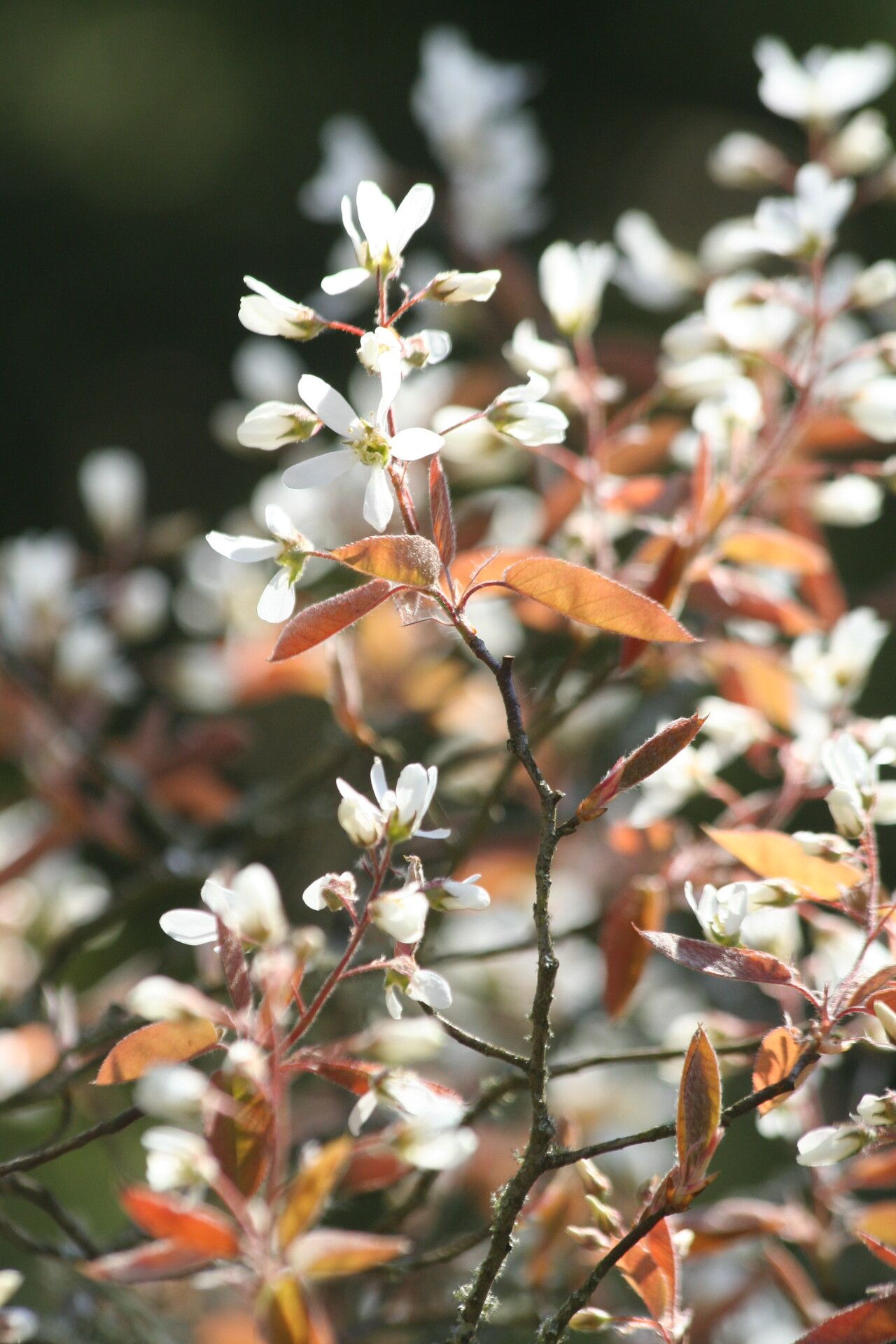 Amelanchier asiatica — related species from the same genus