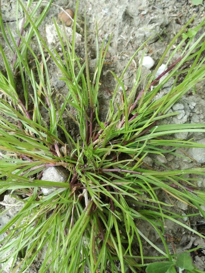 Parapholis incurva leaf