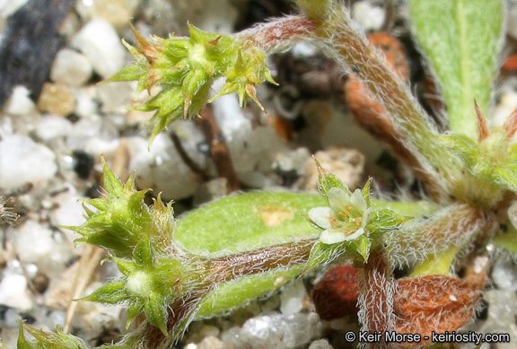 Chorizanthe procumbens flower