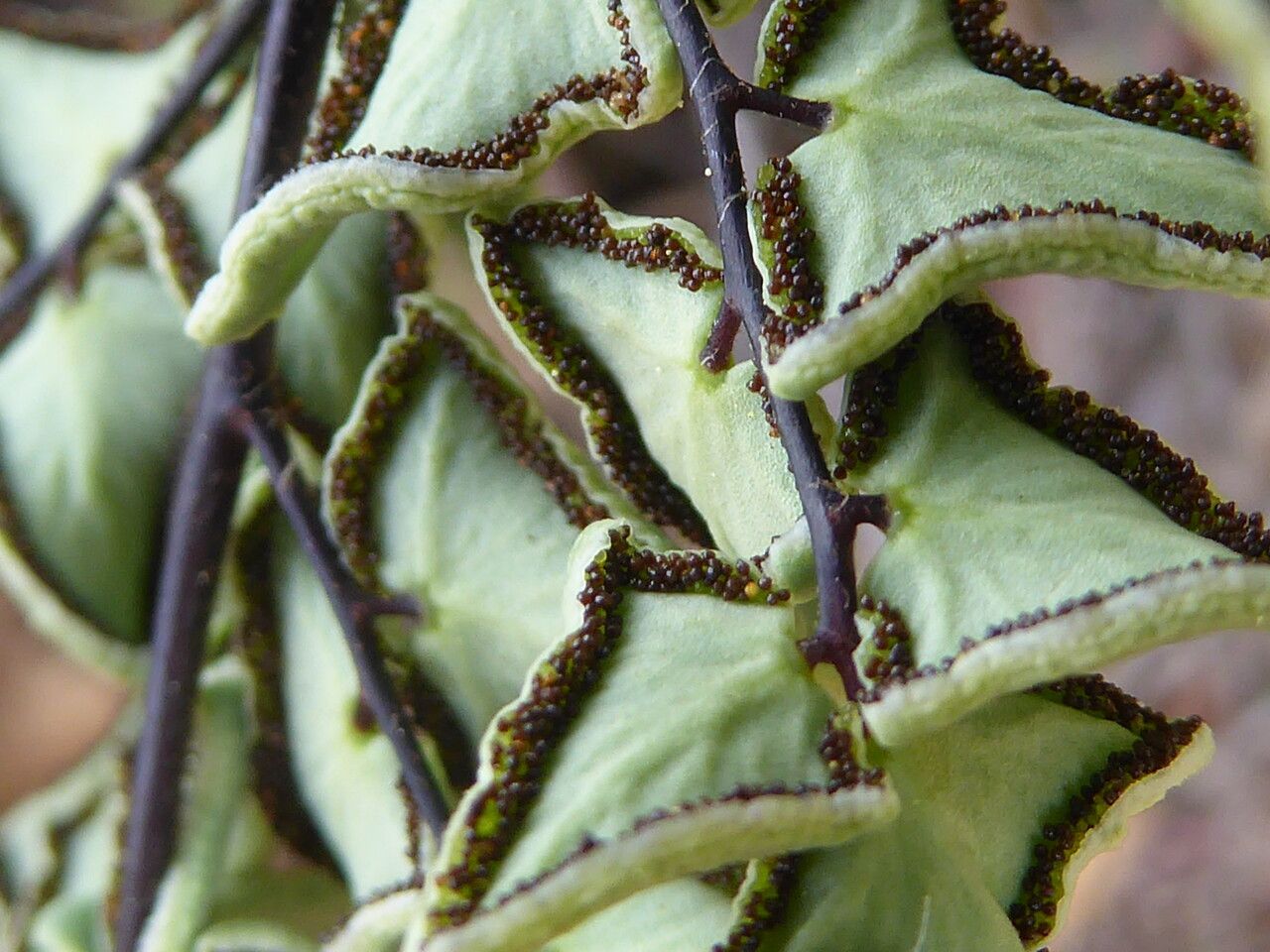 Pellaea calomelanos fruit