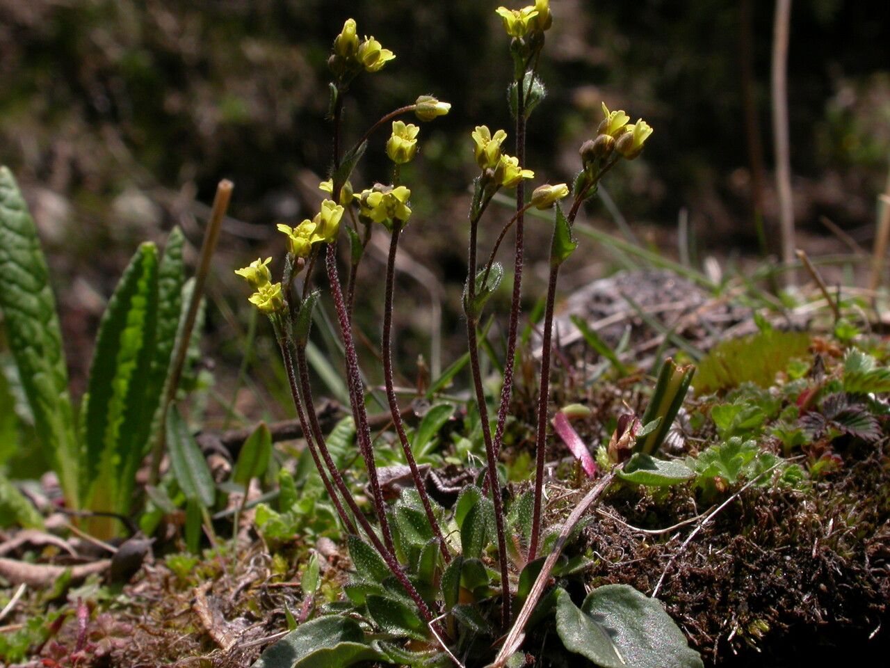 Draba gracillima — houseplant care guide