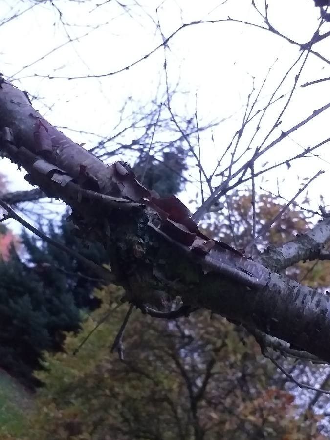 Betula dahurica bark