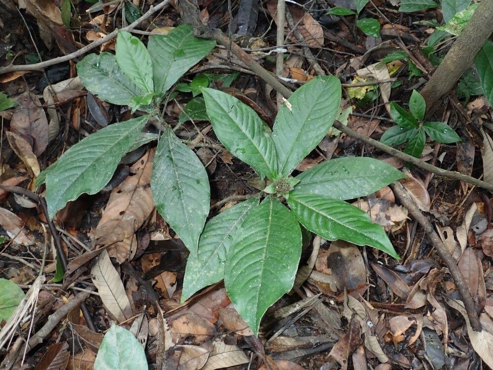 Psychotria clausa — houseplant care guide