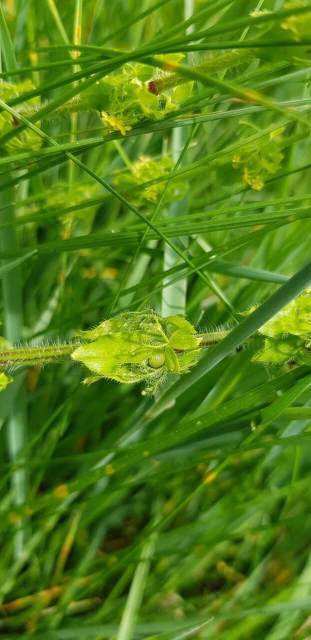 Cruciata laevipes fruit