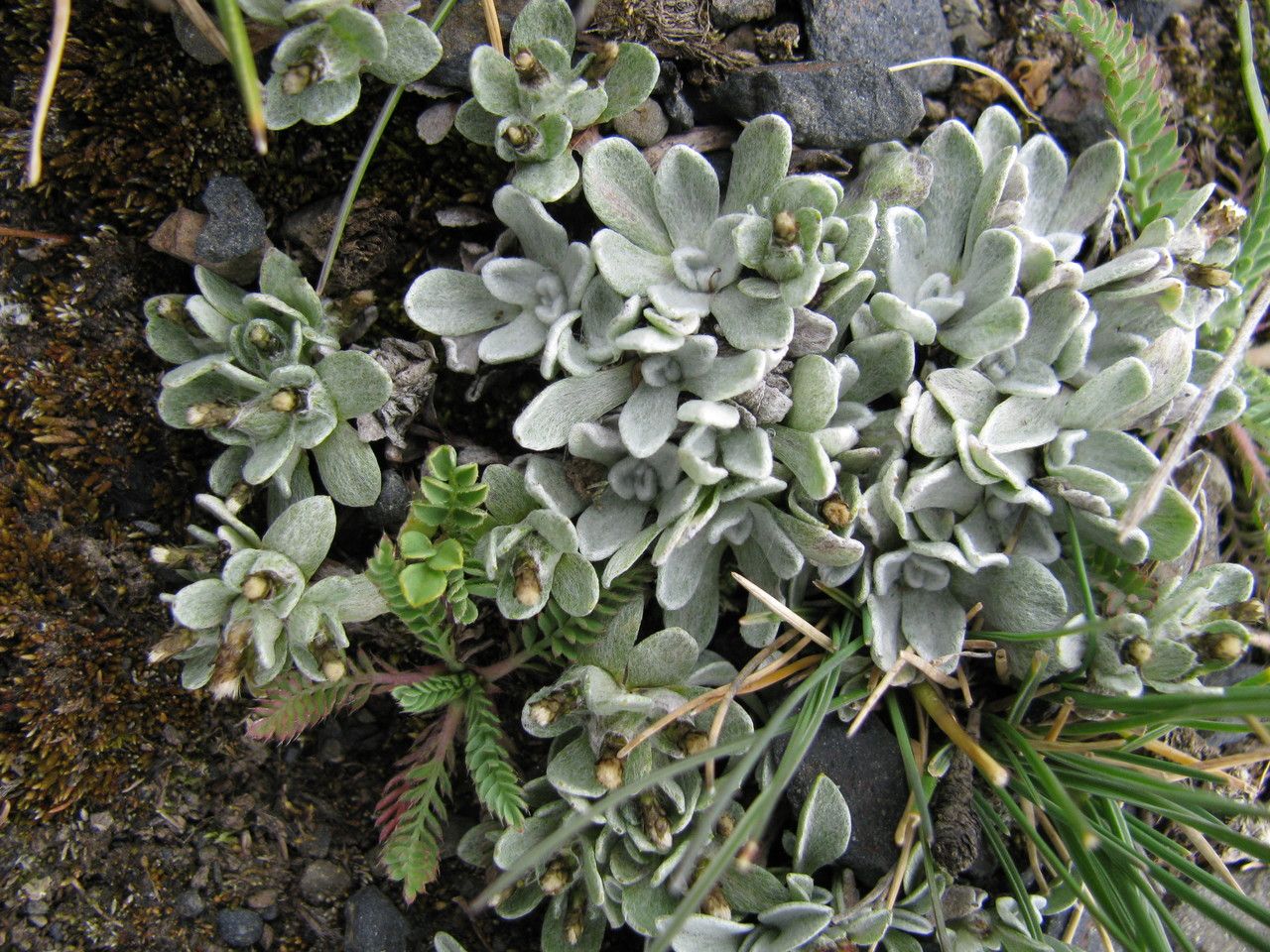 Belloa piptolepis — related species from the same genus