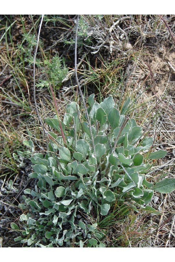 Eriogonum strictum habit