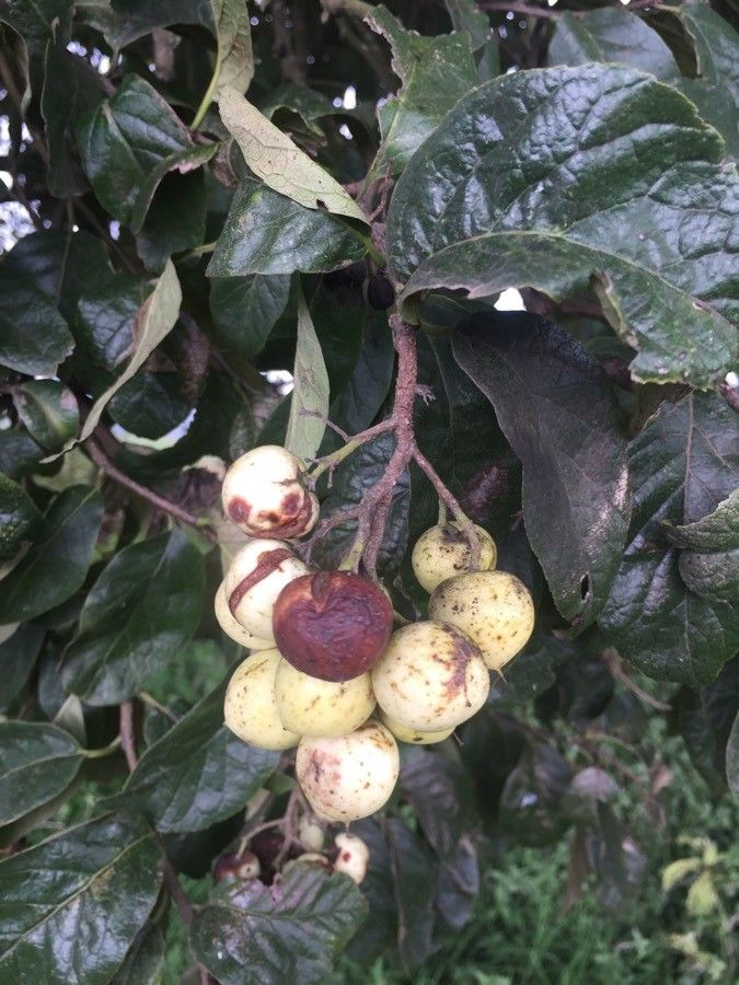 Ehretia latifolia fruit