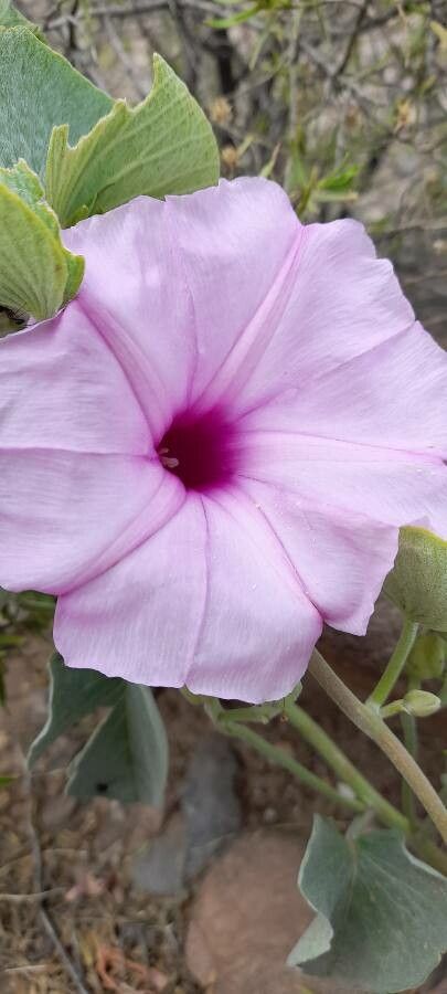Ipomoea hieronymi flower