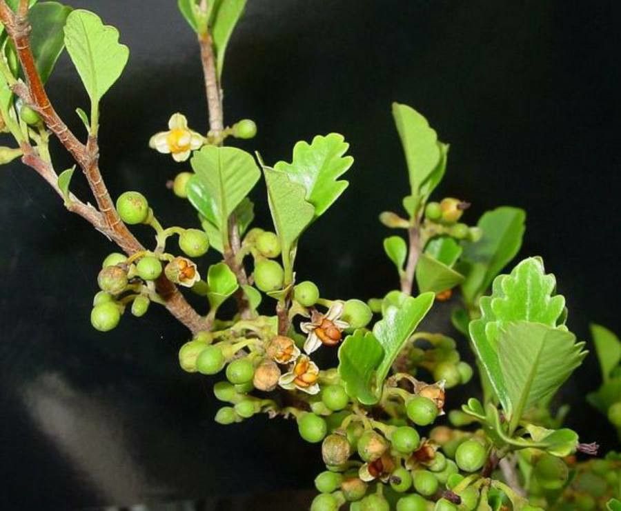 Turraea heterophylla — houseplant care guide