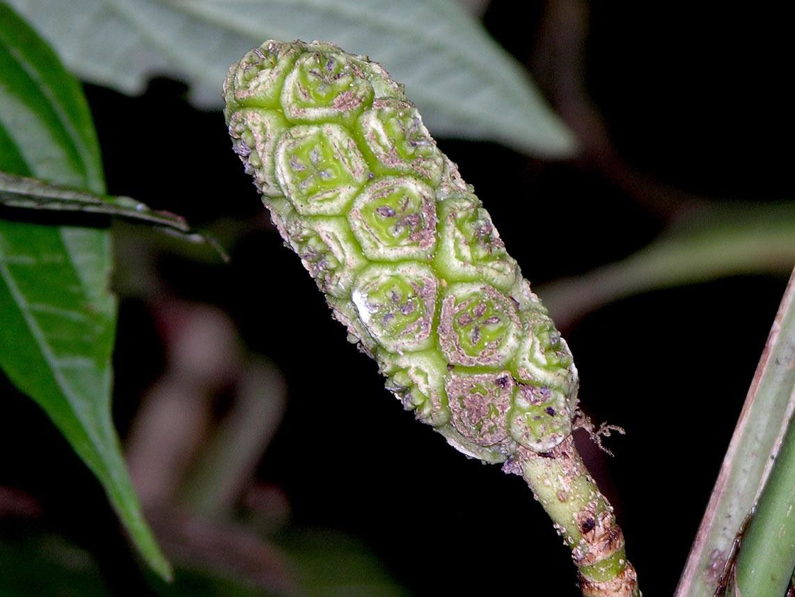 Asplundia vagans fruit