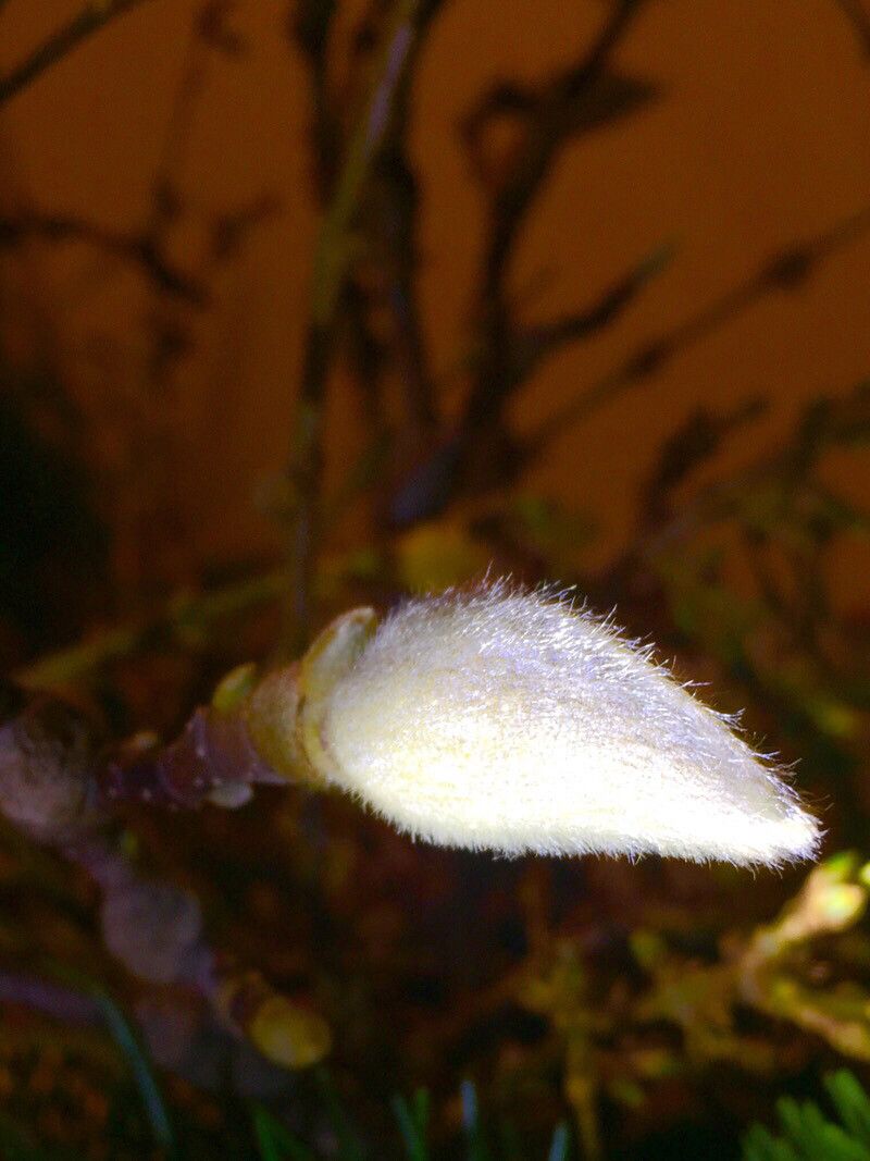 Magnolia × elegantifolia — search result for 'Magnolia'