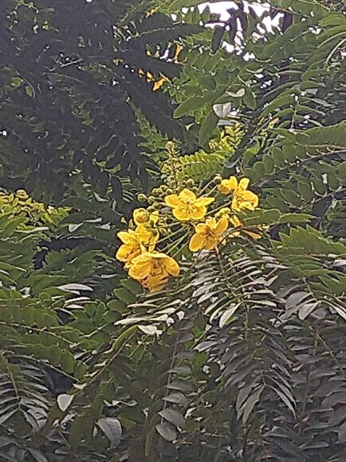 Cassia abbreviata flower