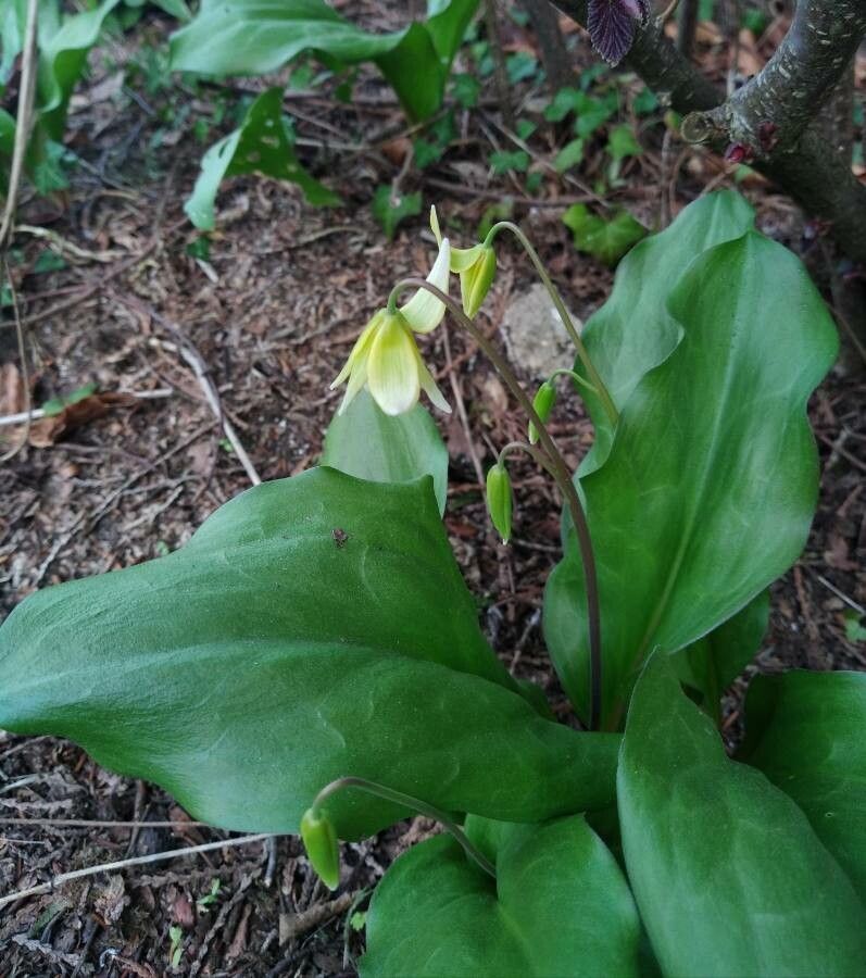 Erythronium revolutum flower