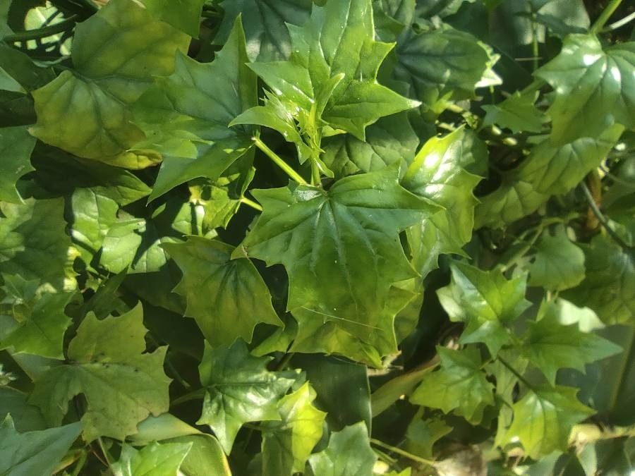 Senecio tamoides leaf