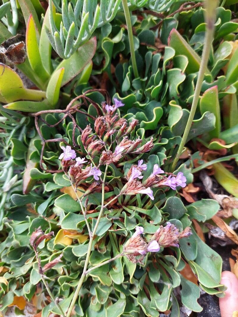 Limonium emarginatum habit