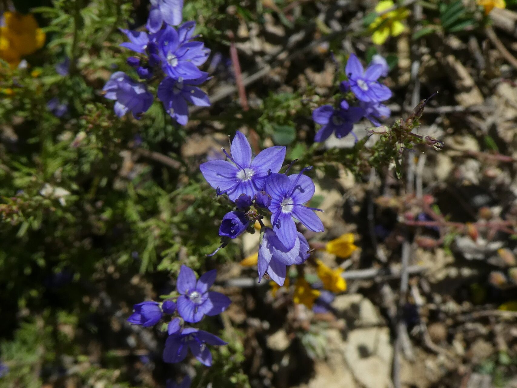 Veronica tenuifolia flower