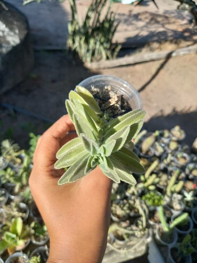 Aeollanthus parvifolius — search result for 'Aloe'