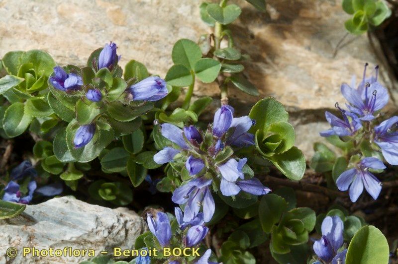 Veronica nummularia other