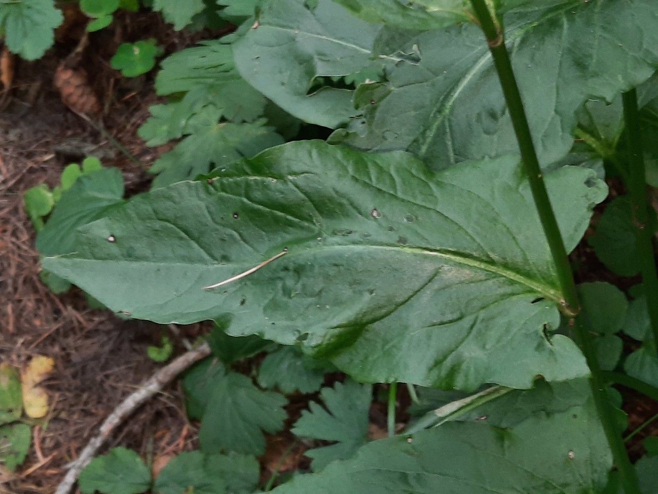 Rumex arifolius leaf