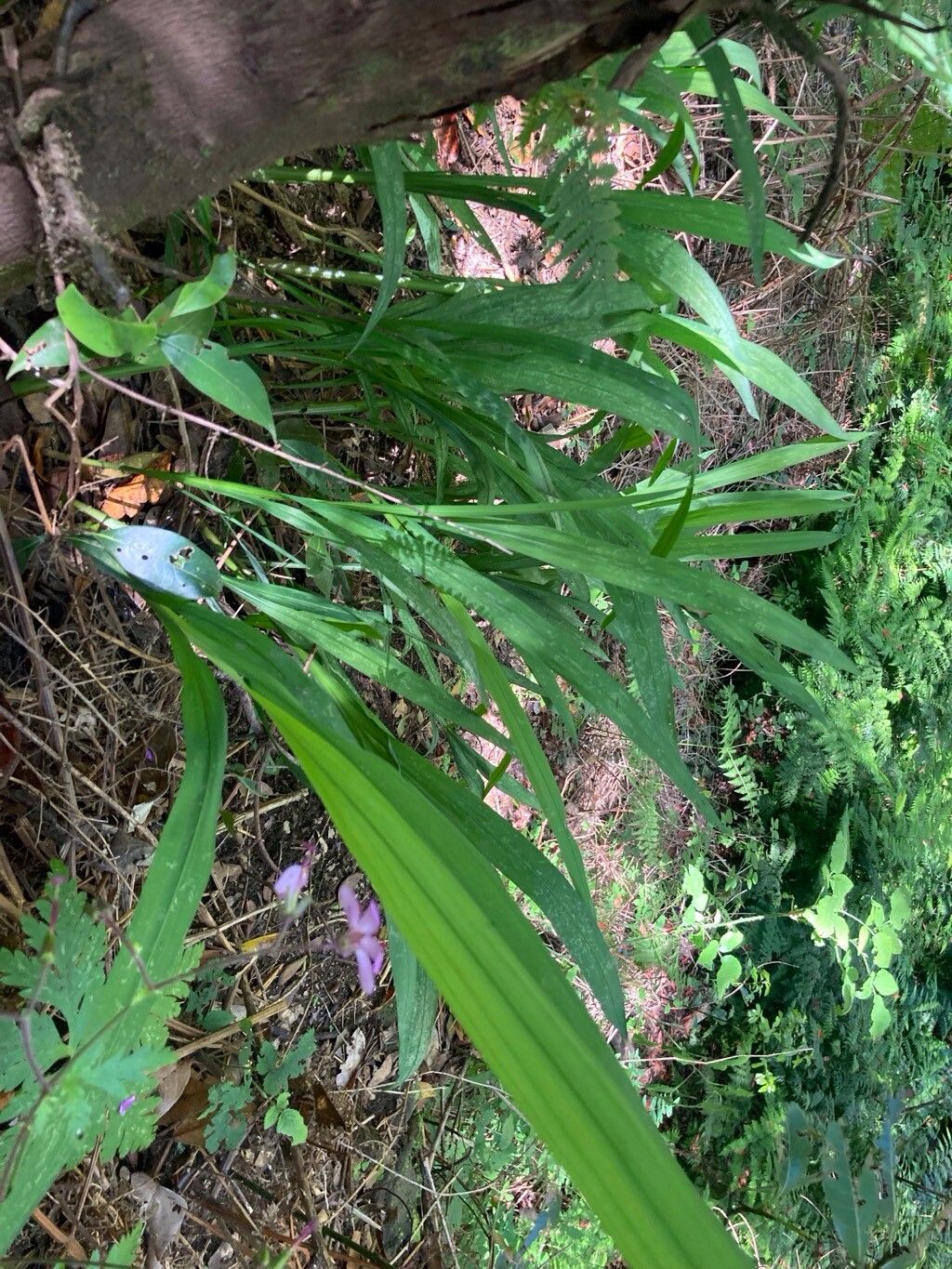 Brachypodium arbuscula — related species from the same genus