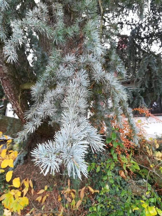 Cedrus atlantica x Cedrus libani leaf