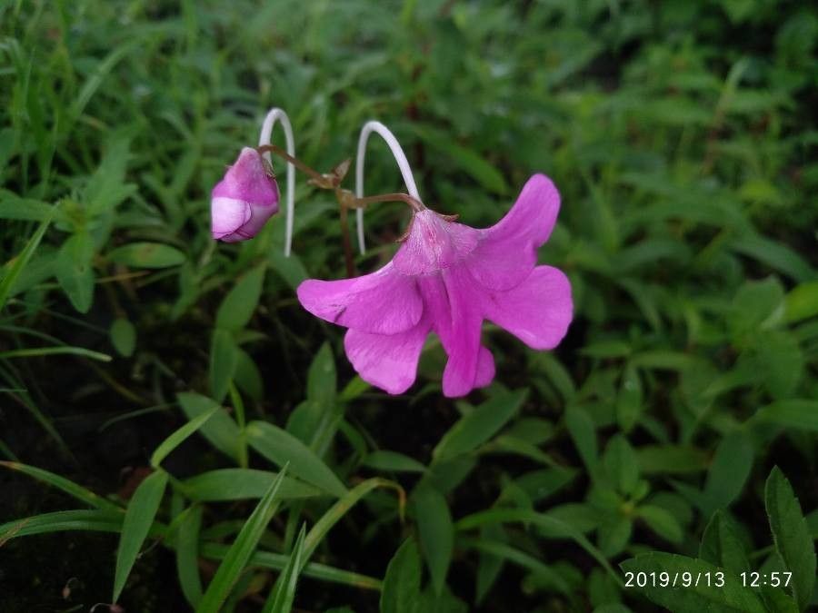 Impatiens scapiflora — search result for 'Impatiens'